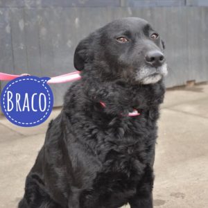 BRACO