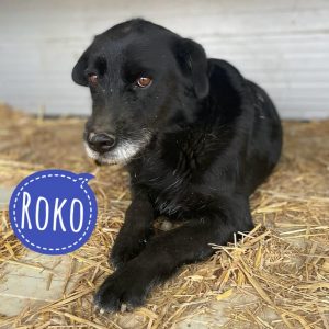 ROKO