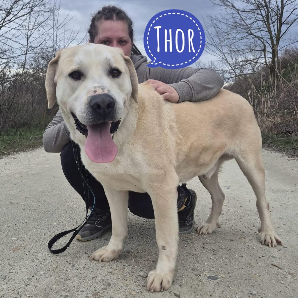 THOR