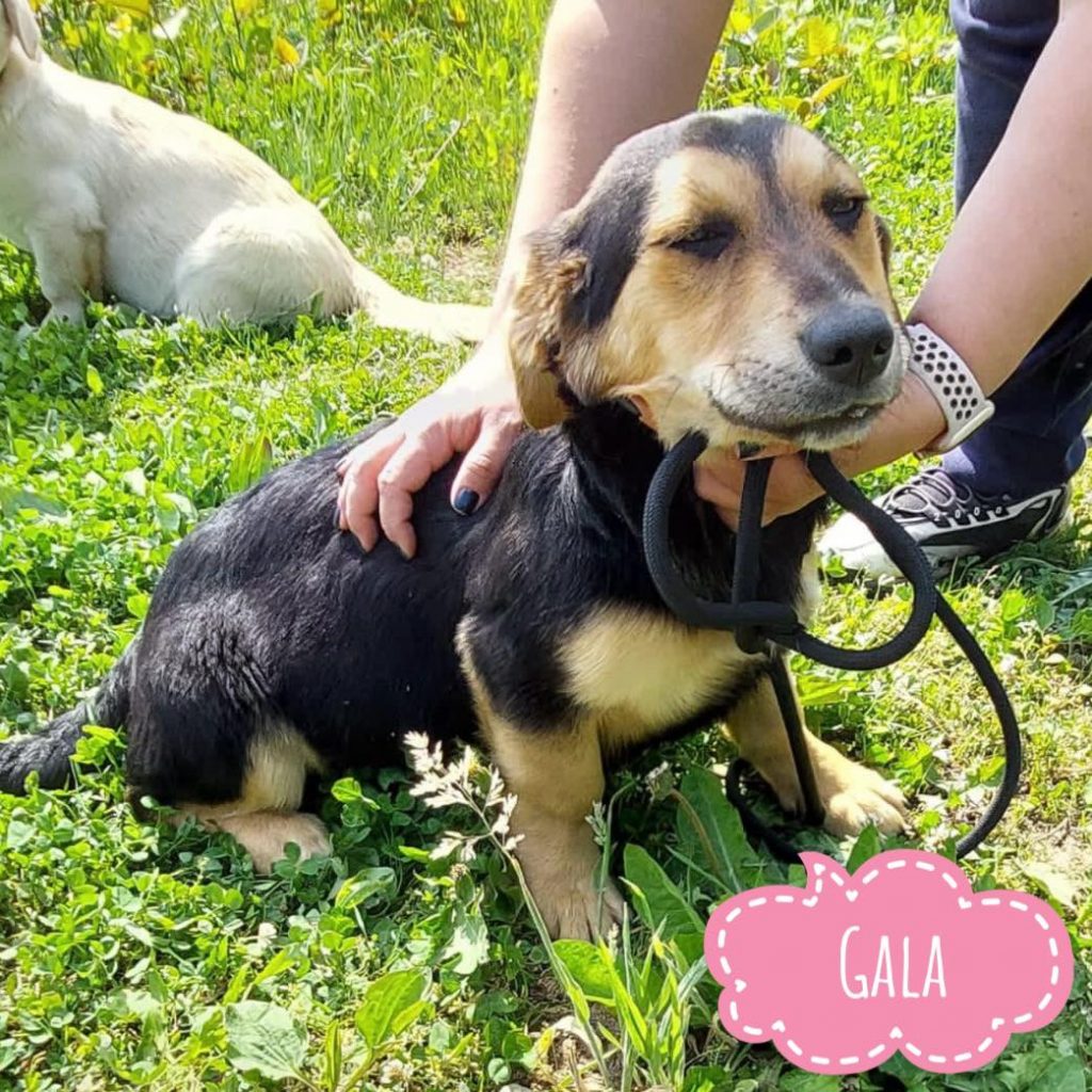GALA