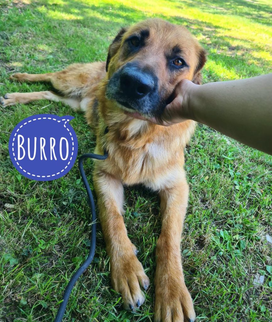 BURRO