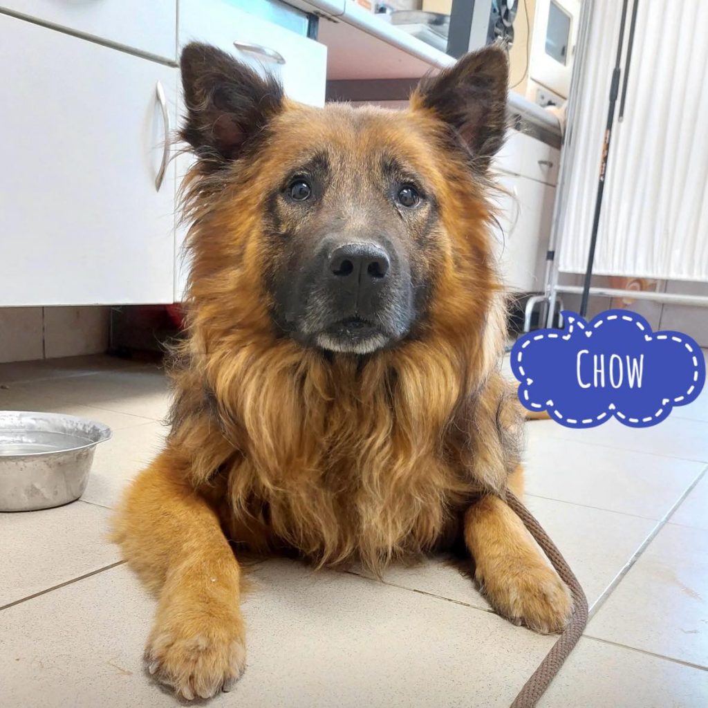 CHOW