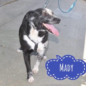 MADY