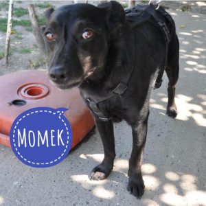 MOMEK