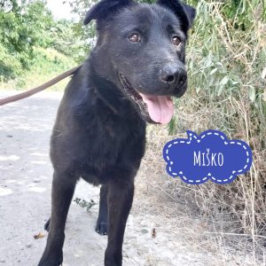 MIŠKO
