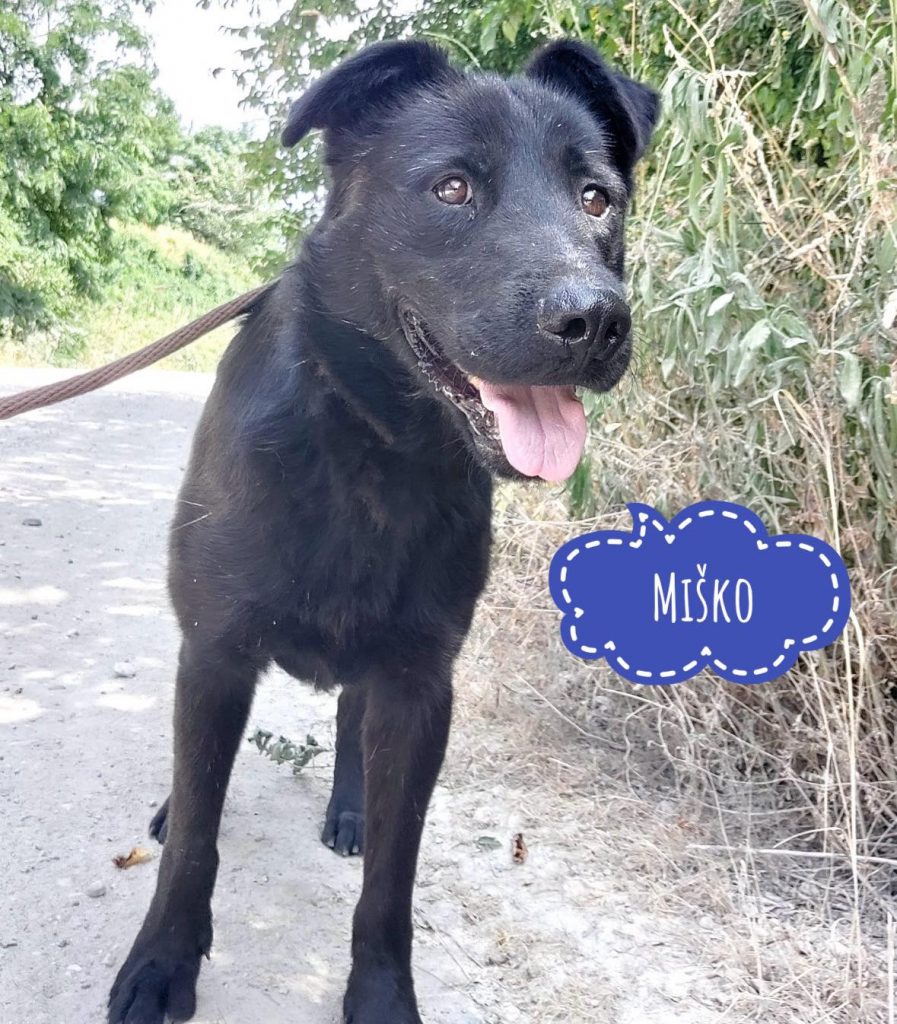 MIŠKO