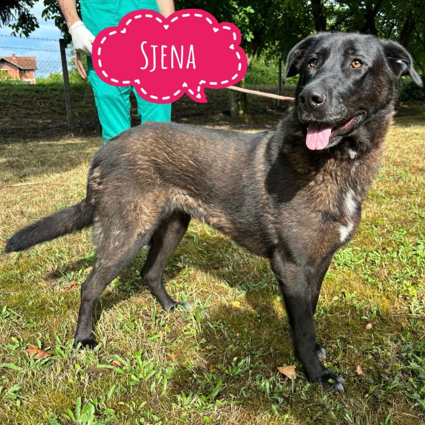 SJENA