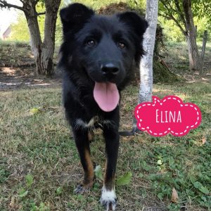 ELINA