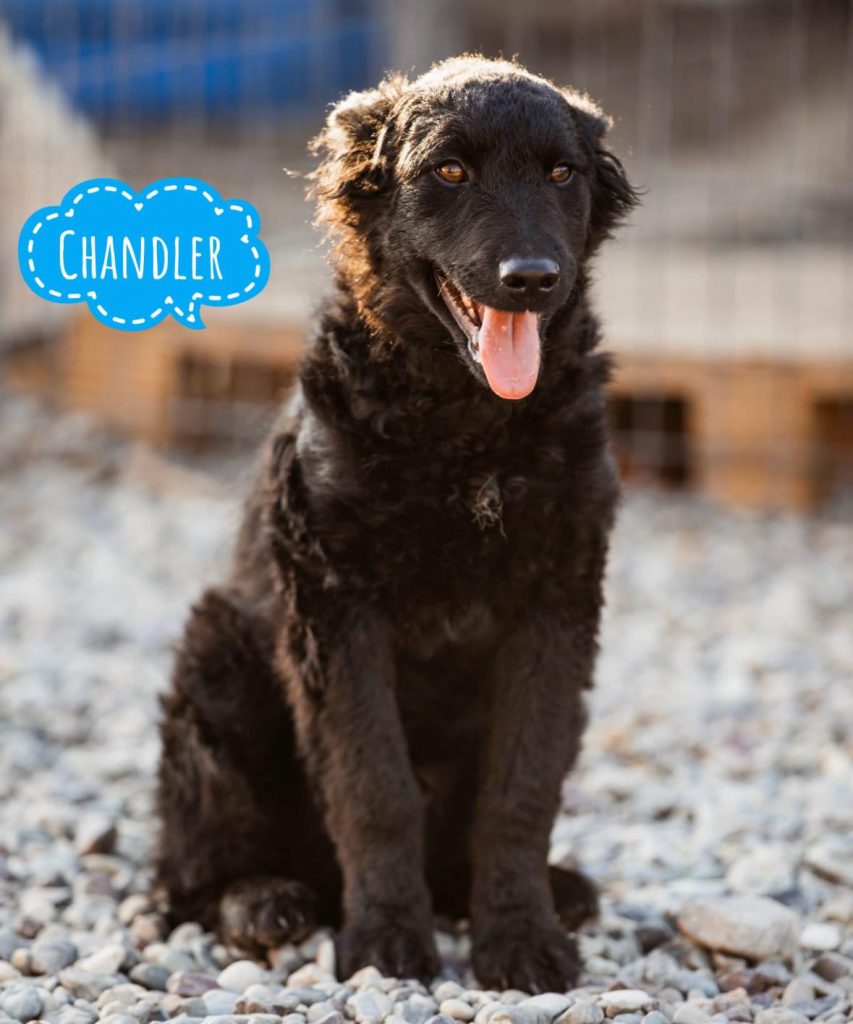 CHANDLER