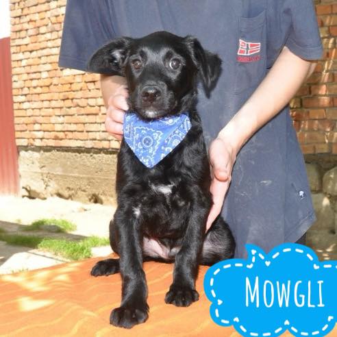 MOWGLI