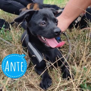 ANTE