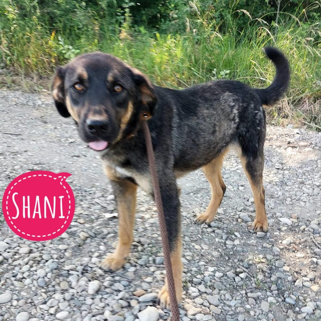 SHANI