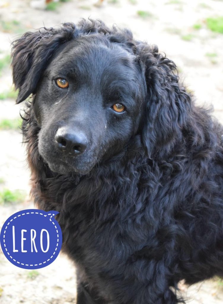 LERO