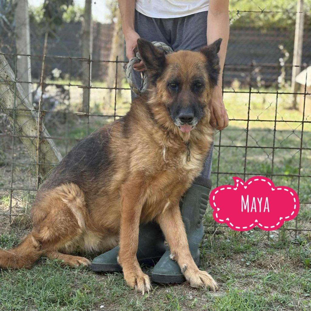 MAYA
