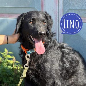 LINO