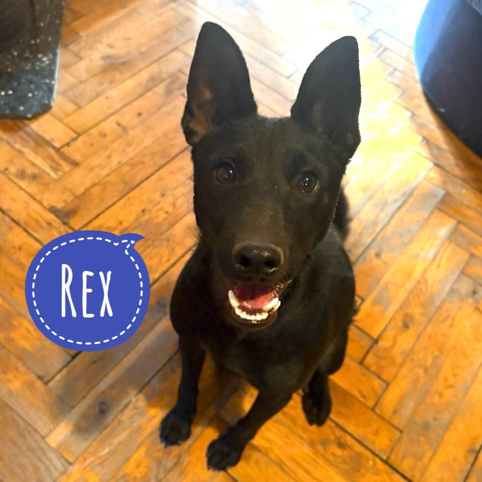 REX