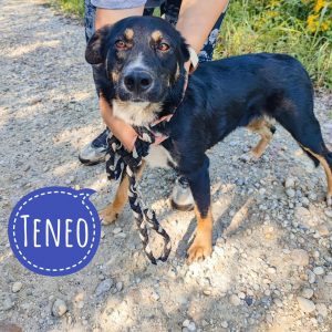 TENEO