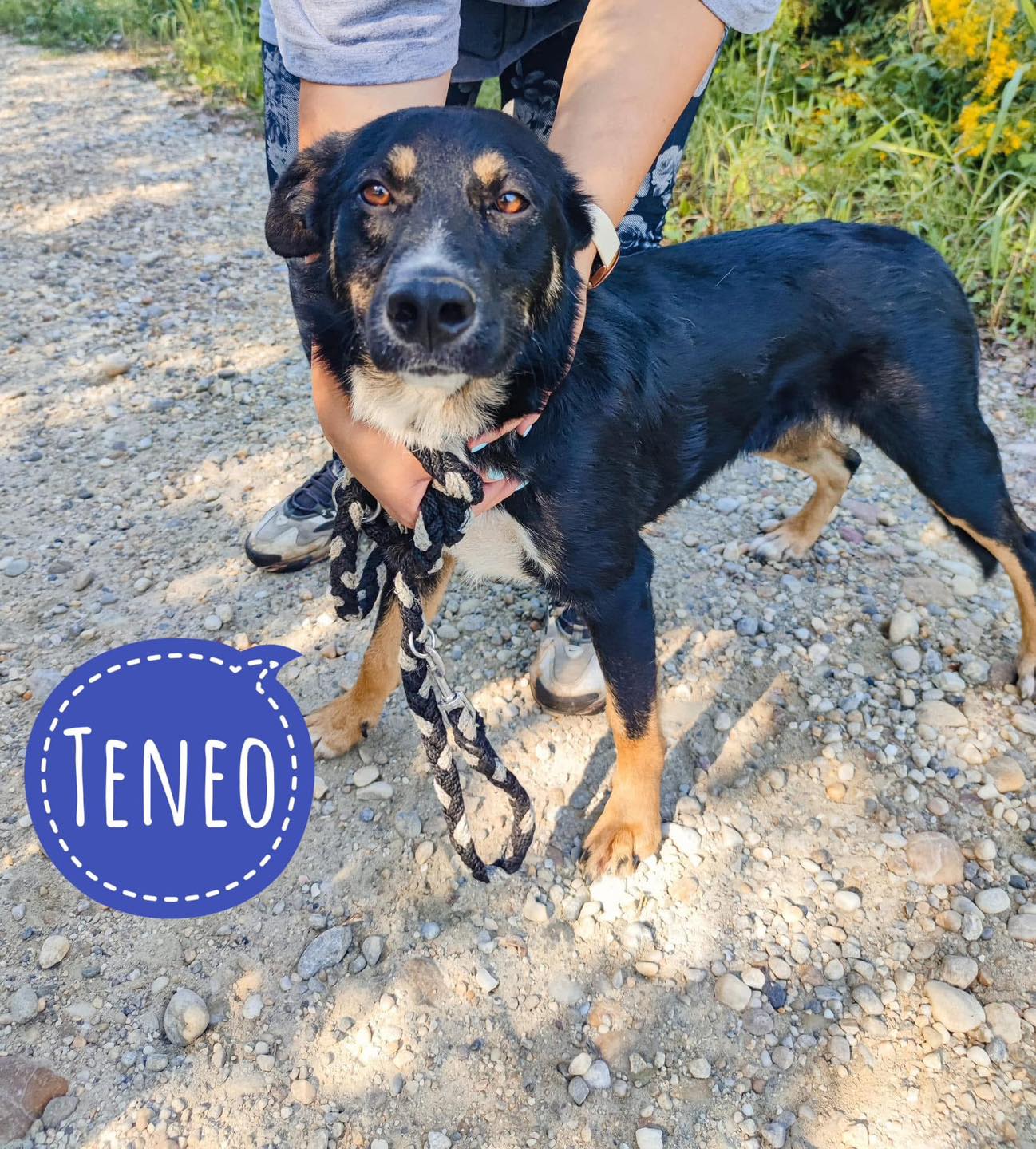 TENEO