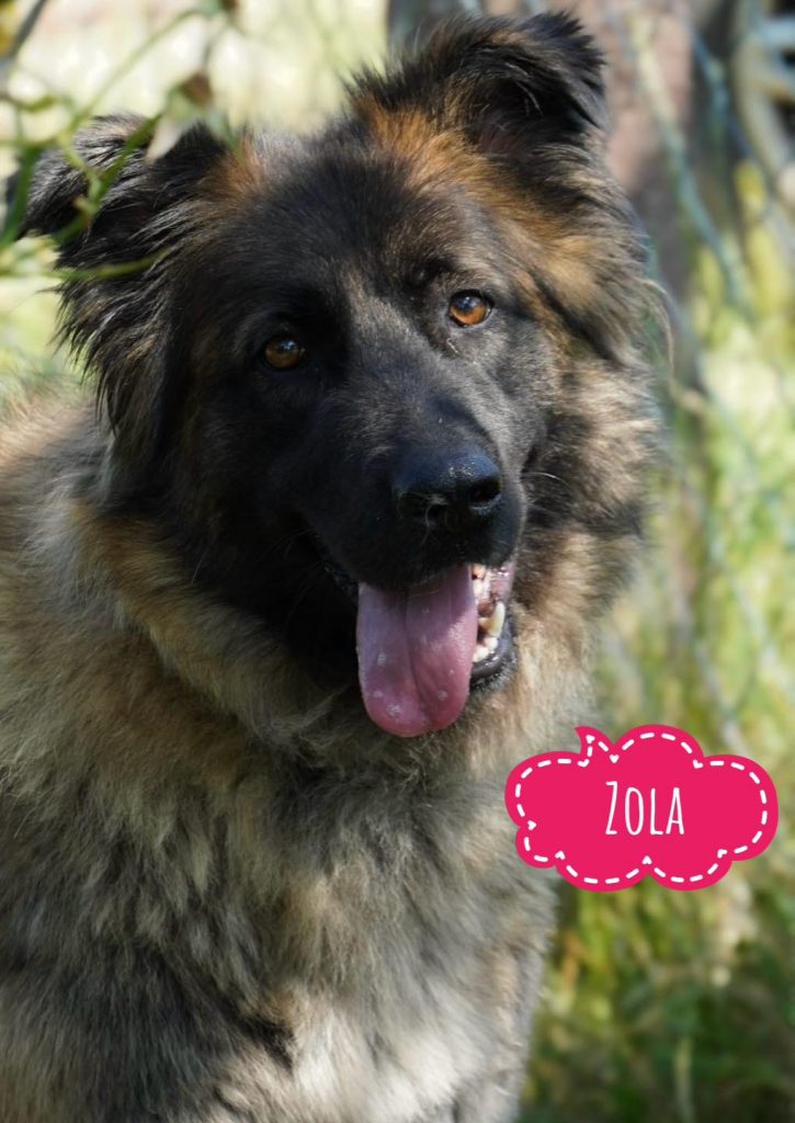 ZOLA