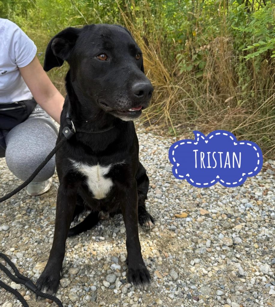 TRISTAN