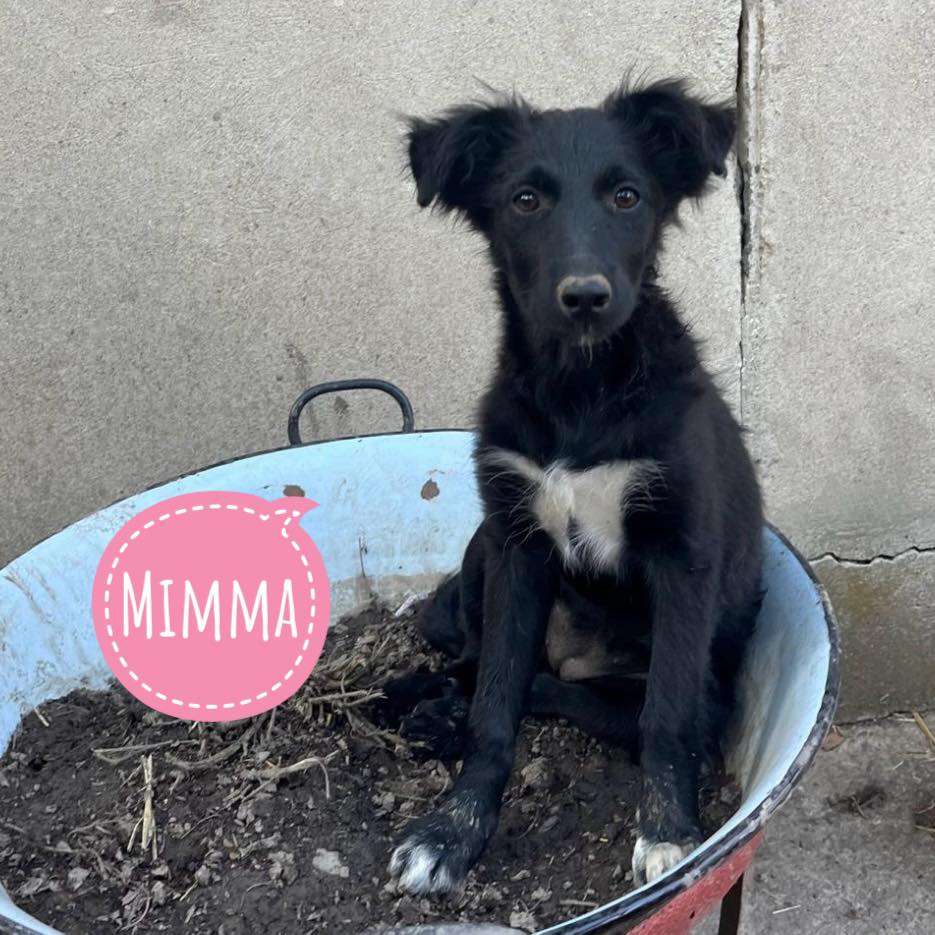 MIMMA