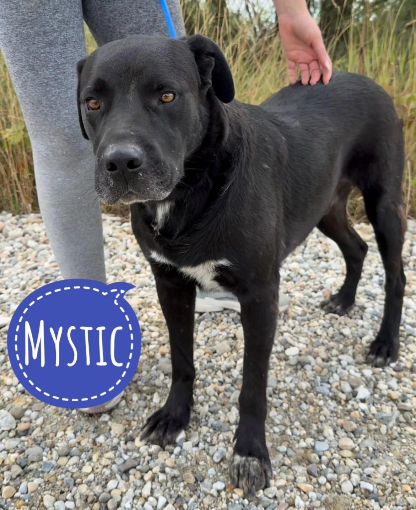 MYSTIC
