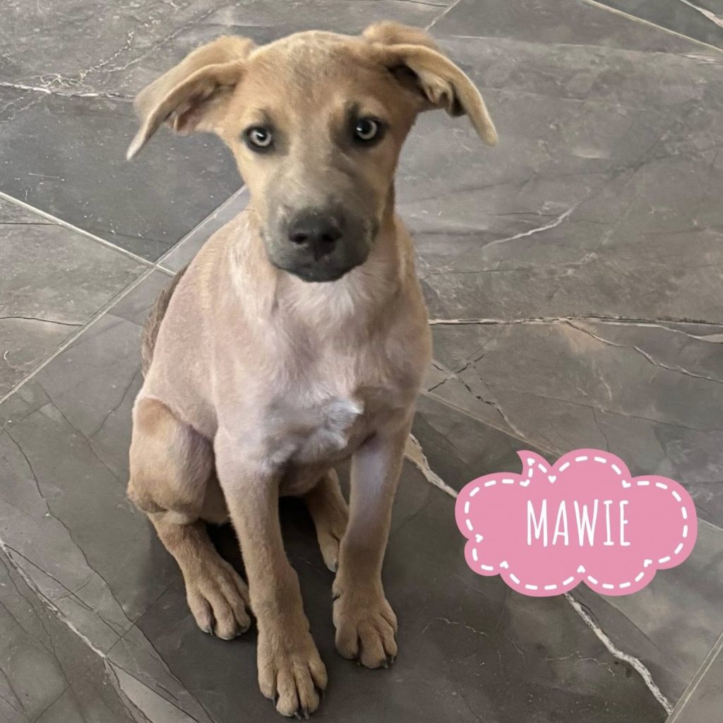 MAWIE