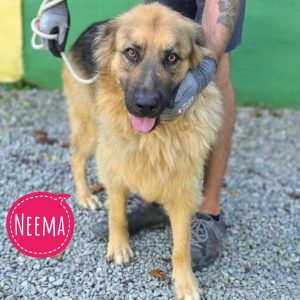 NEEMA