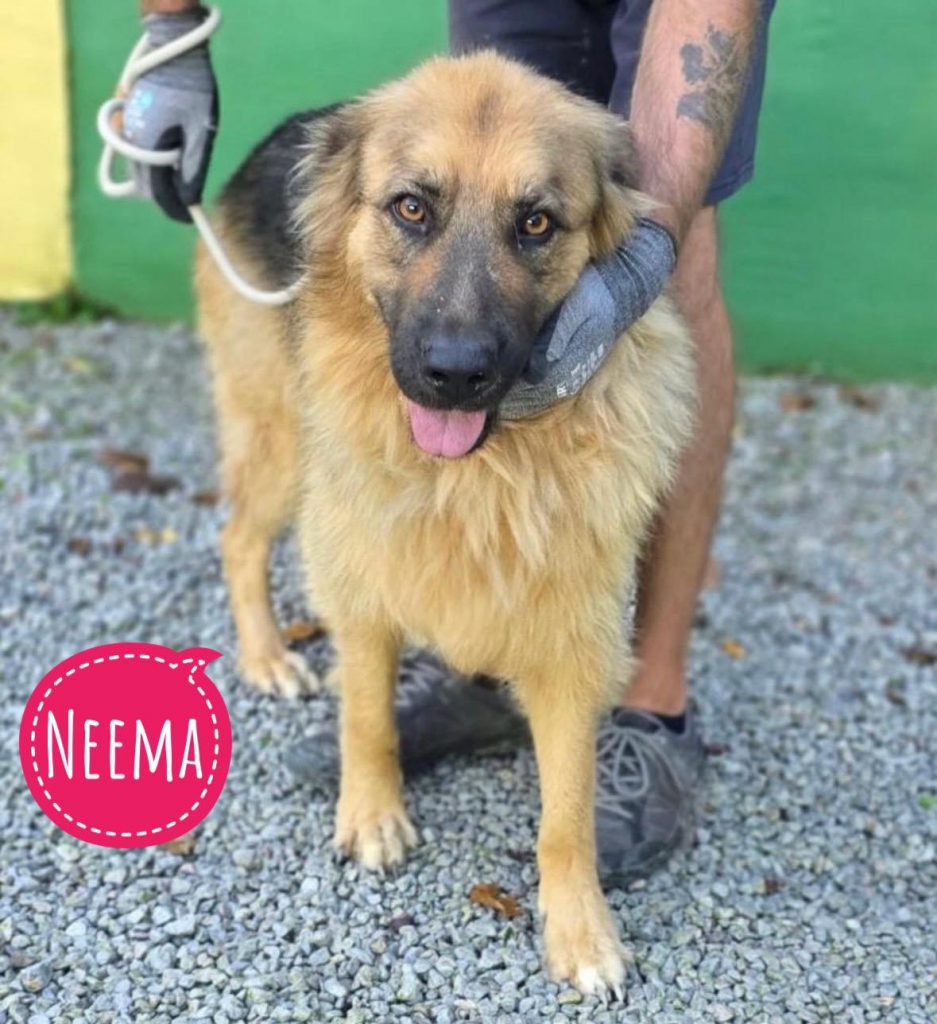 NEEMA