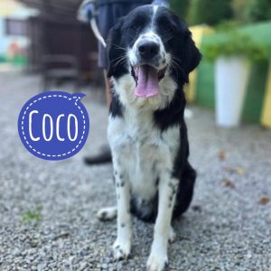 COCO