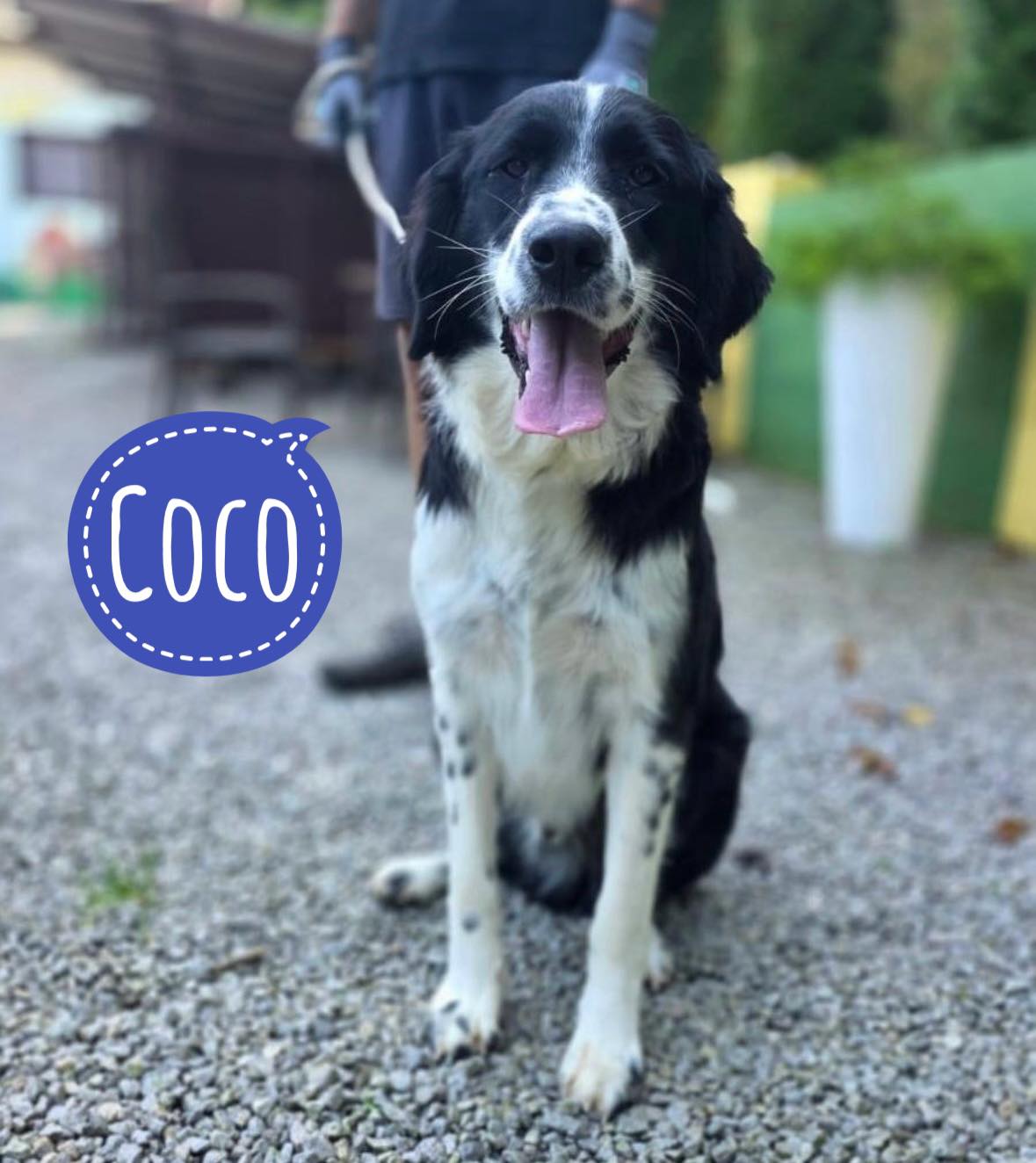 COCO