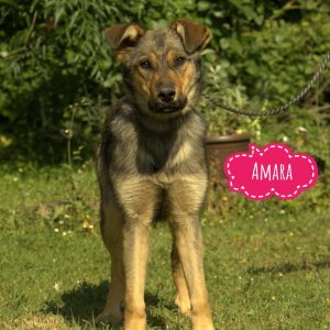 AMARA