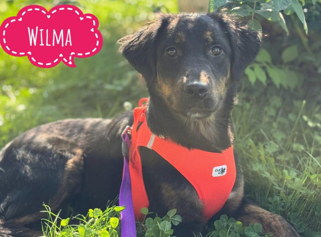 WILMA