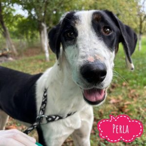 PERLA