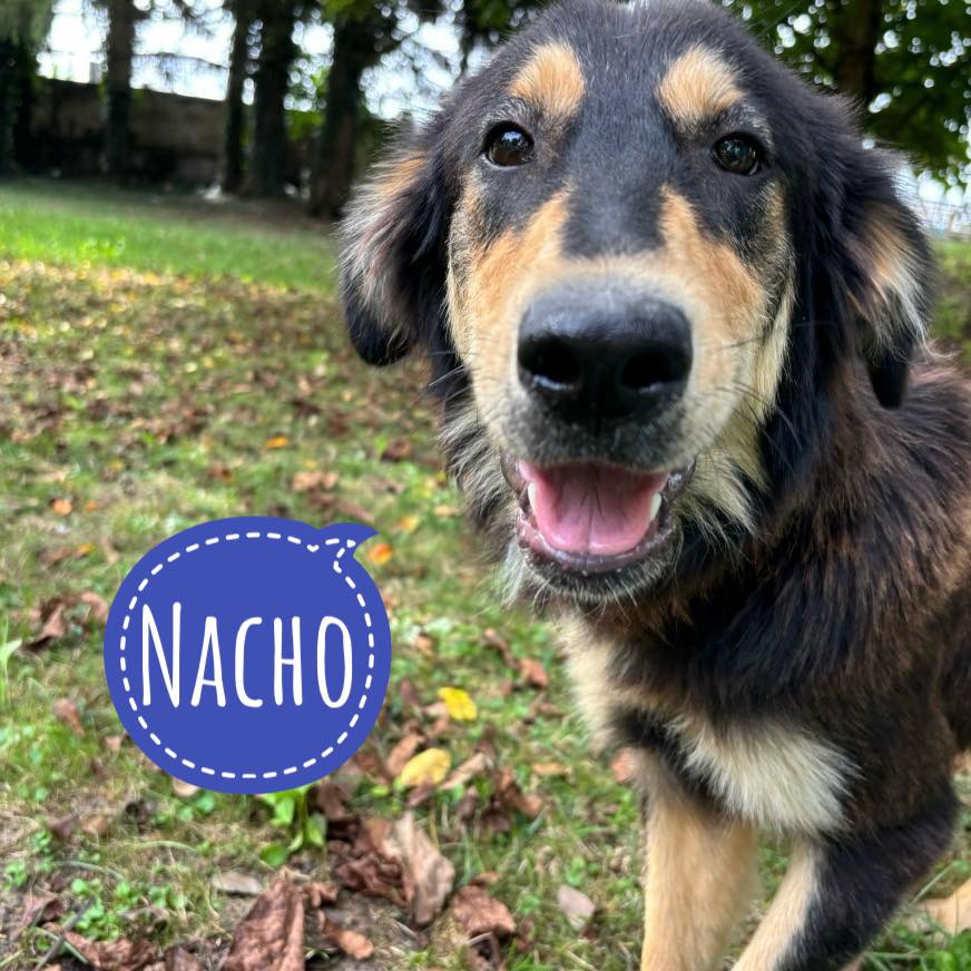 NACHO