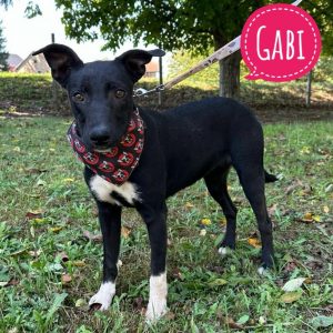 GABI