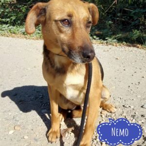 NEMO