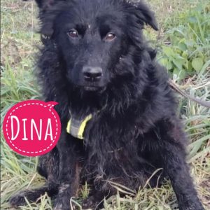 DINA