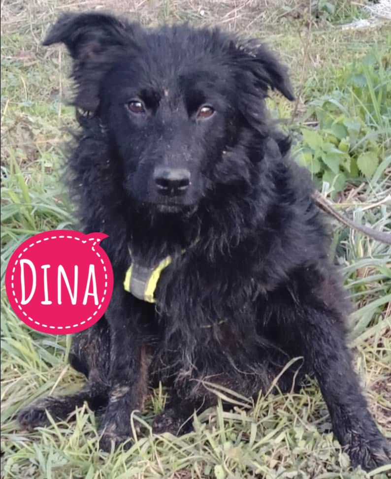 DINA