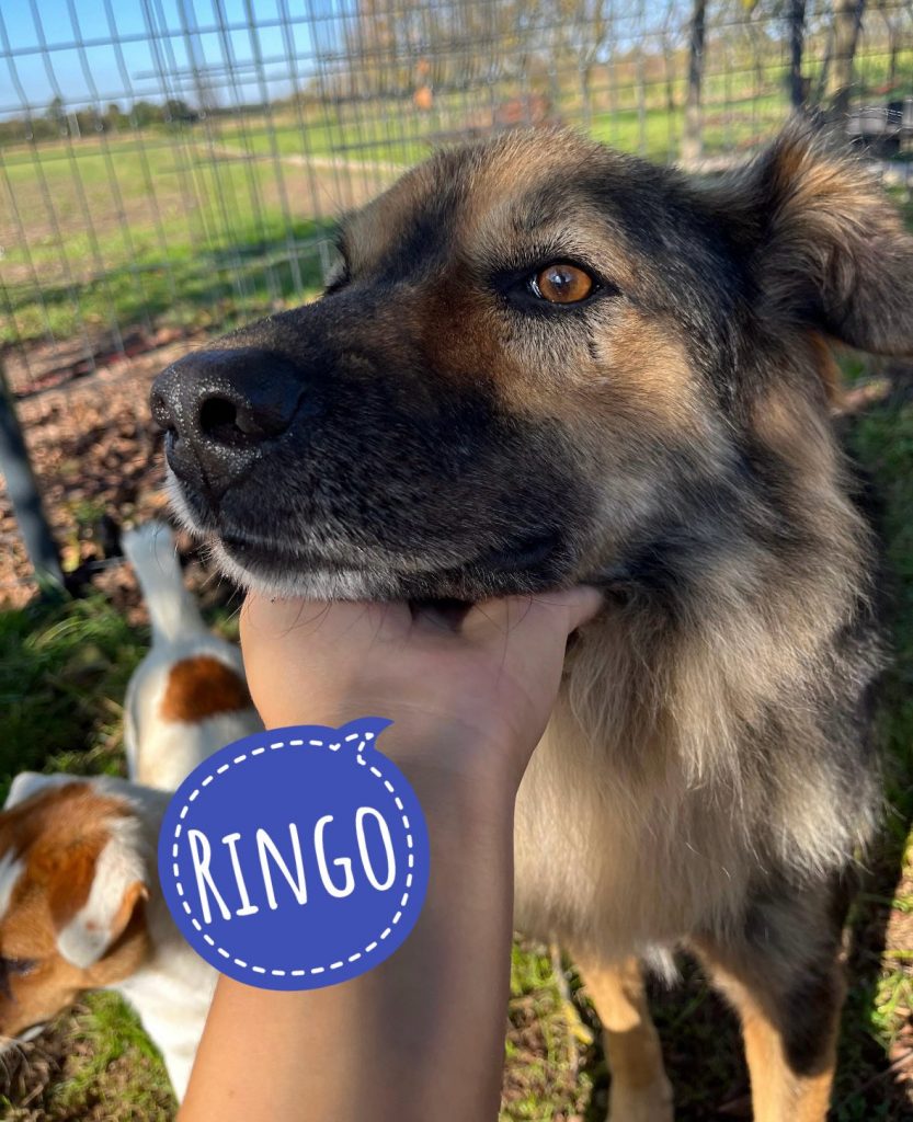 RINGO