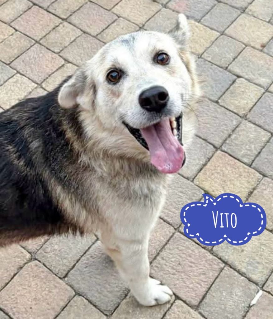 VITO