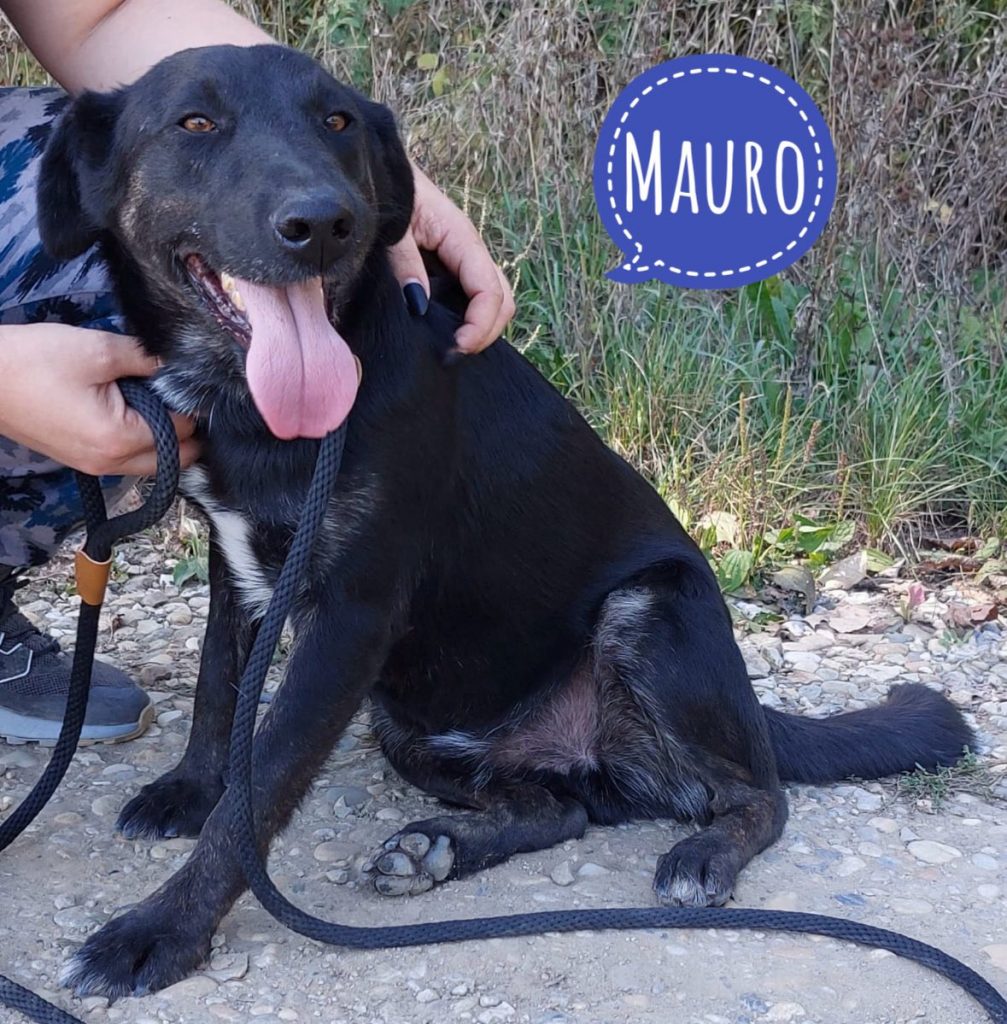 MAURO