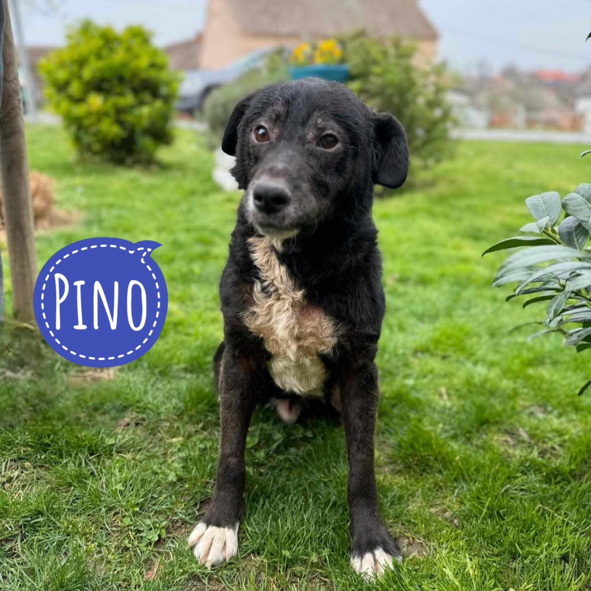 PINO