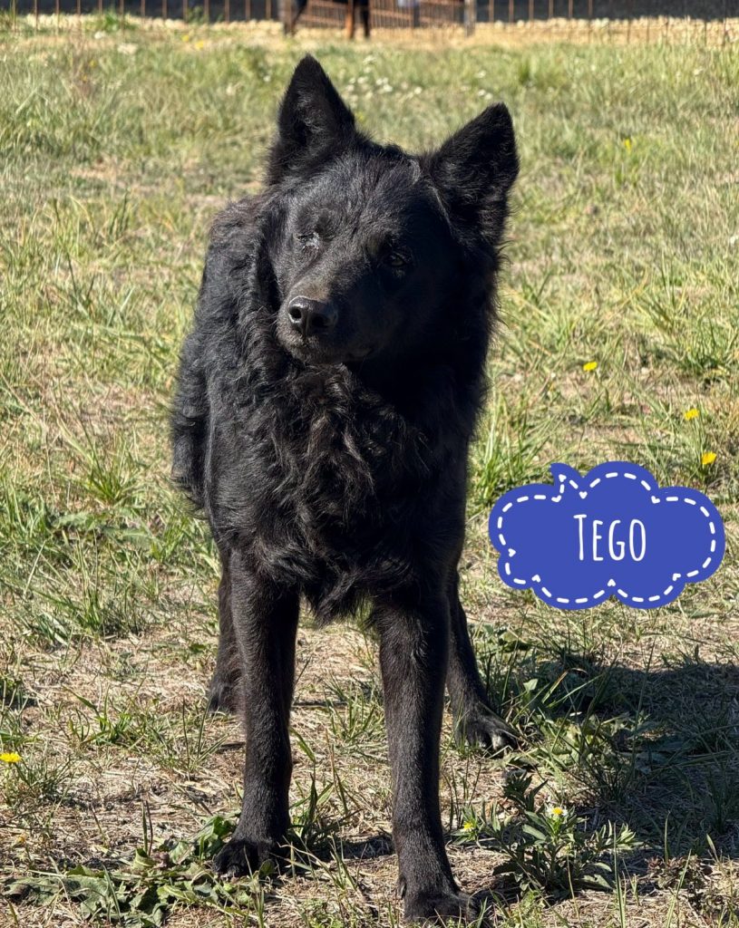 TEGO