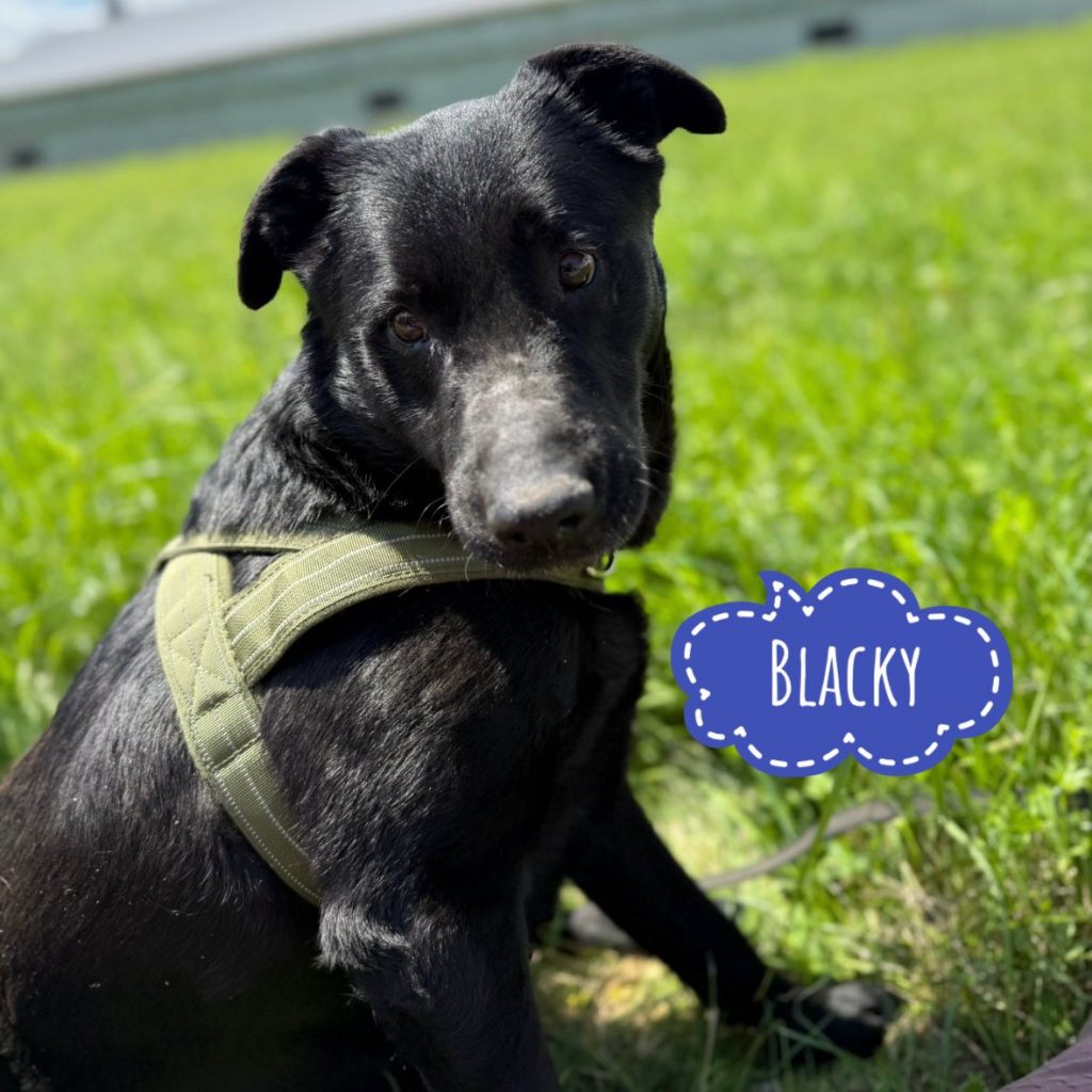 BLACKY