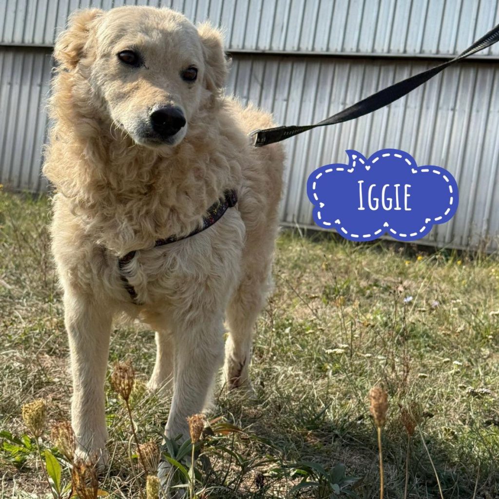 IGGIE