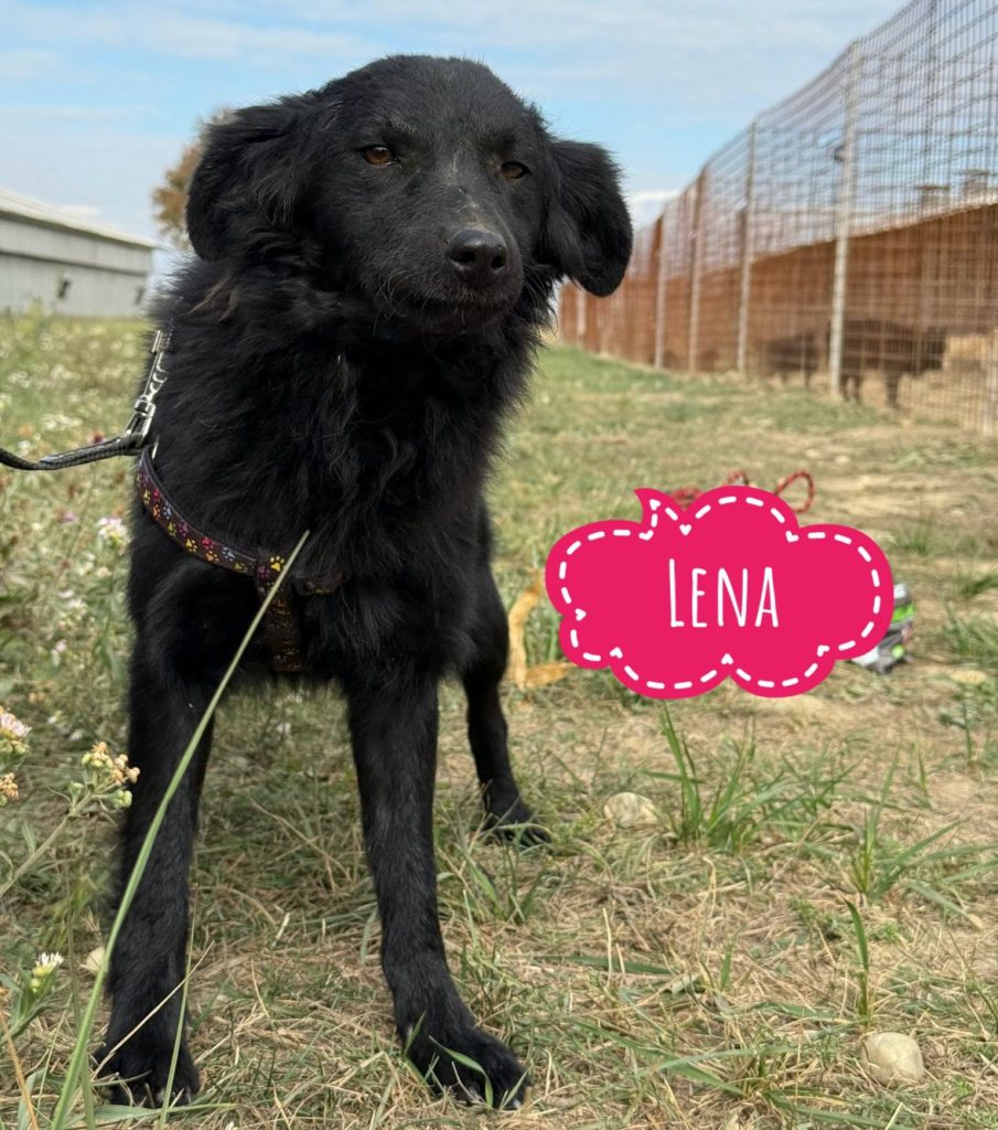 LENA