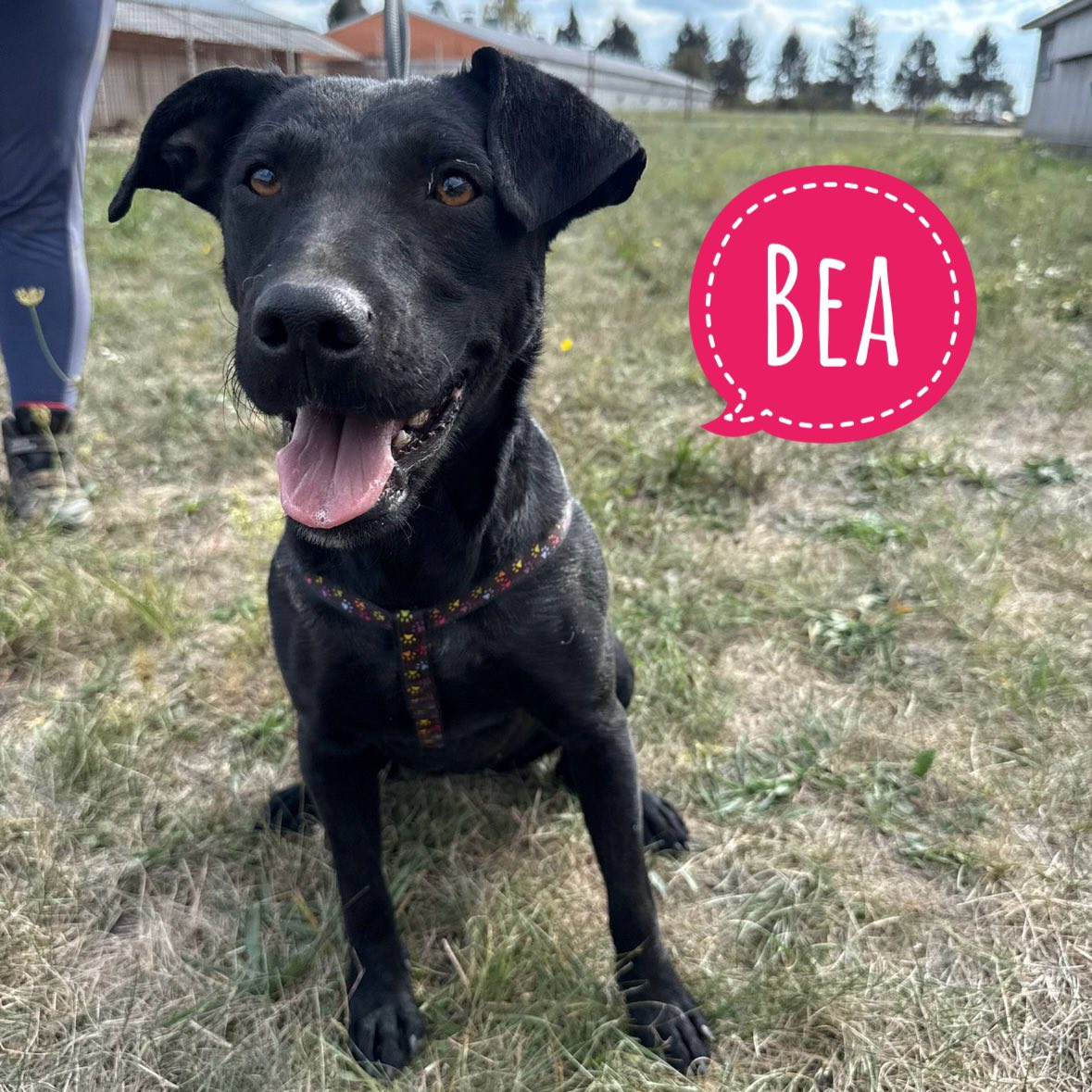 BEA