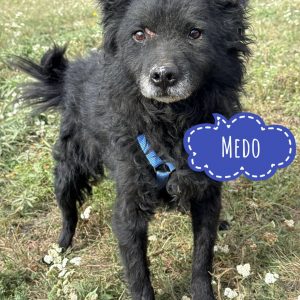 MEDO
