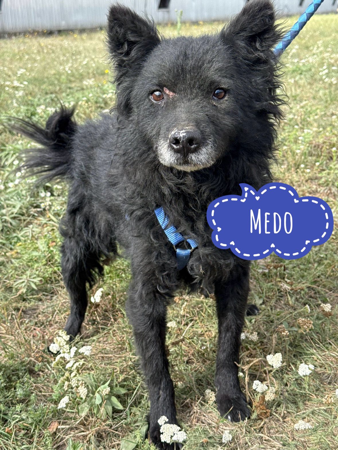 MEDO
